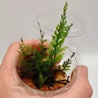 Hymenophyllum sp Sumatra