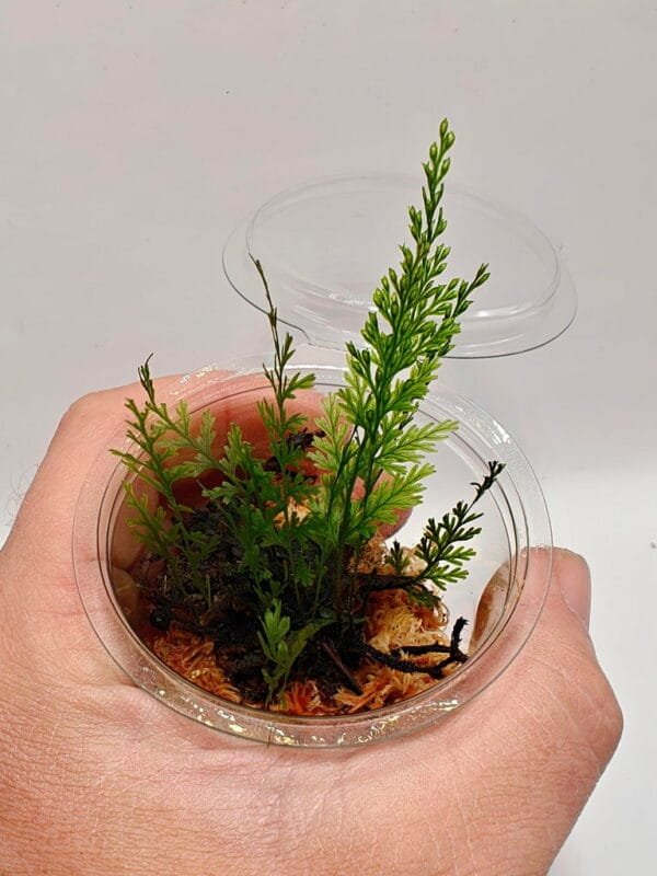 Hymenophyllum sp Sumatra Hymenophyllum sp Sumatra
