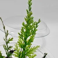 Hymenophyllum sp Sumatra