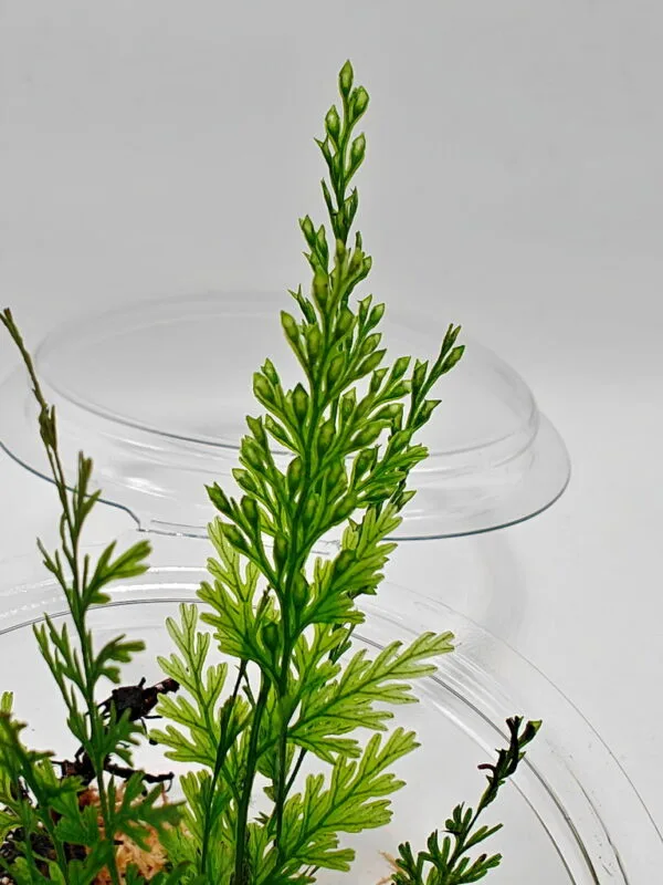 Hymenophyllum sp Sumatra