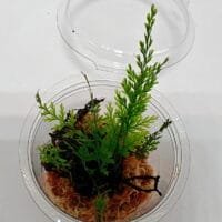 Oplus_17956896 Hymenophyllum sp Sumatra