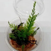 Hymenophyllum sp Sumatra