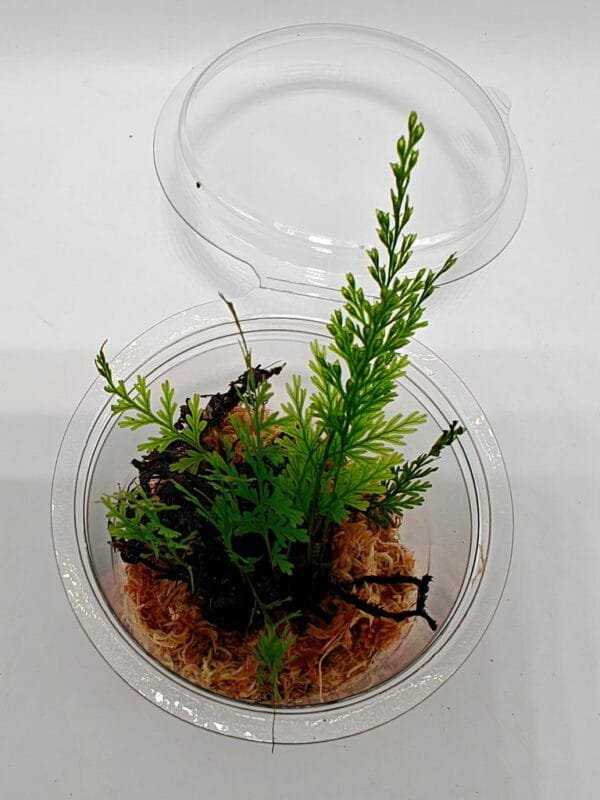 Oplus_17956896 Hymenophyllum sp Sumatra