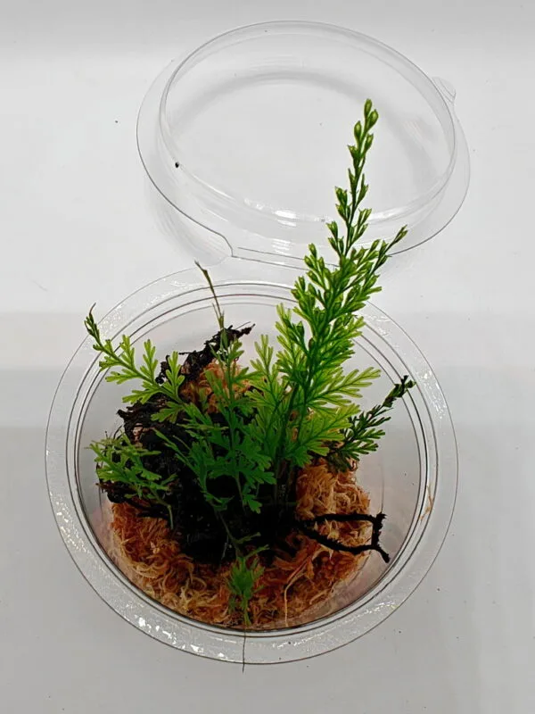 Hymenophyllum sp Sumatra
