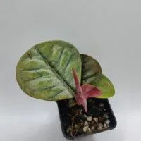 Labisia sp Sabilit Labisia sp Sabilit