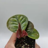 Labisia sp Sabilit Labisia sp Sabilit