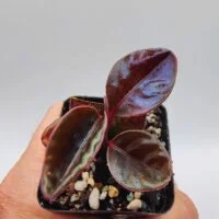 Labisia sp pink edge