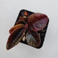 Labisia pink edge