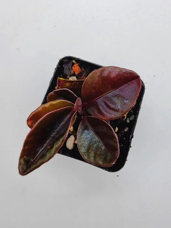 Labisia pink edge Labisia pink edge