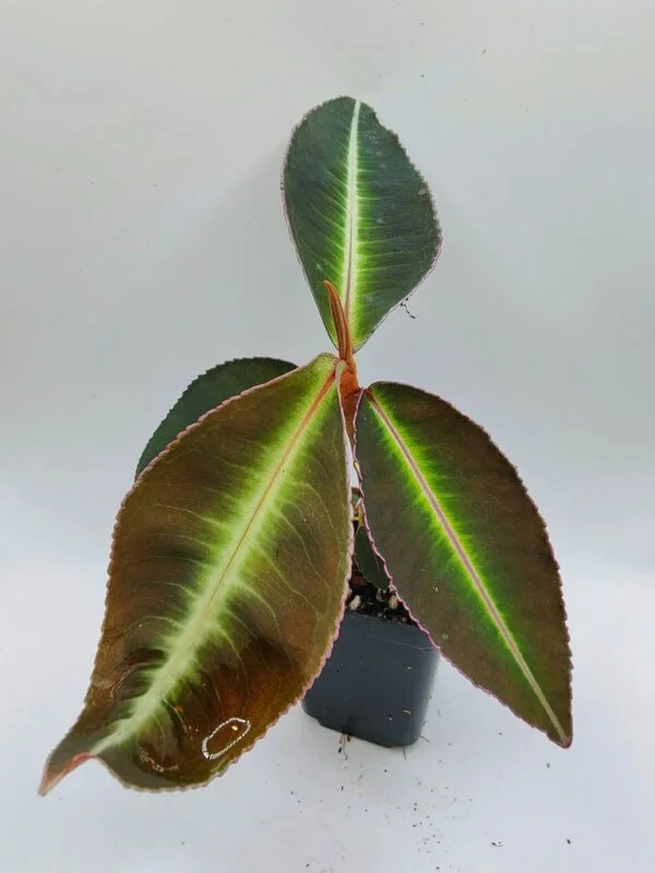 Labisia pumila