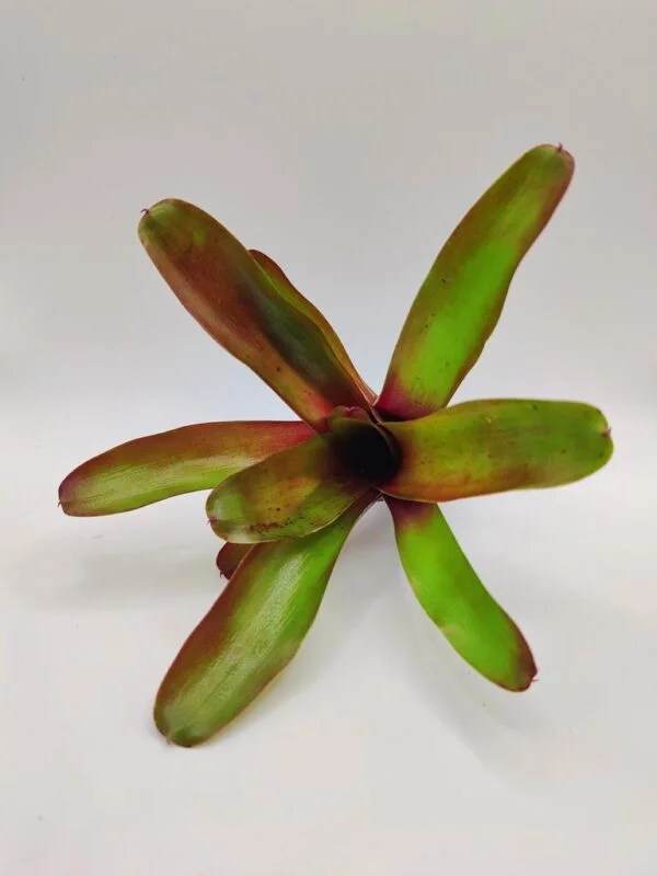 Neoregelia fireball