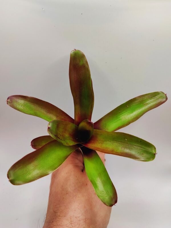 Neoregelia fireball