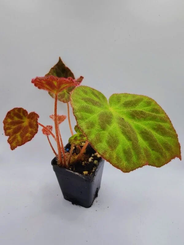 Begonia luzhaiensis