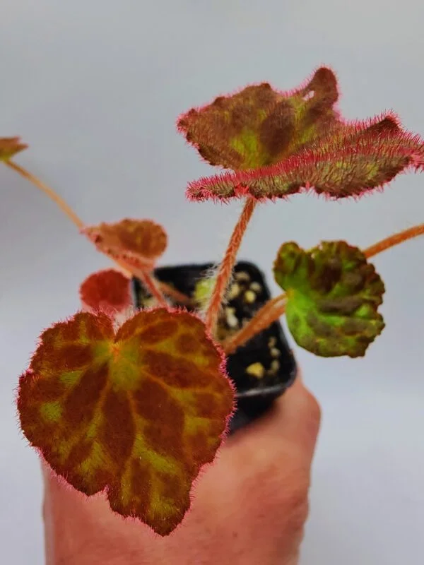Begonia luzhaiensis