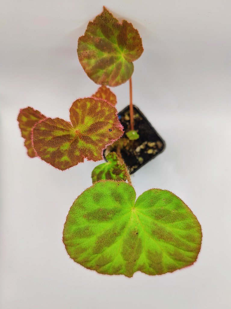 専用おまとめ　Begonia 他6点同梱宅配便発送 Buy Begonia luzhaiensis | Zephyr Terra