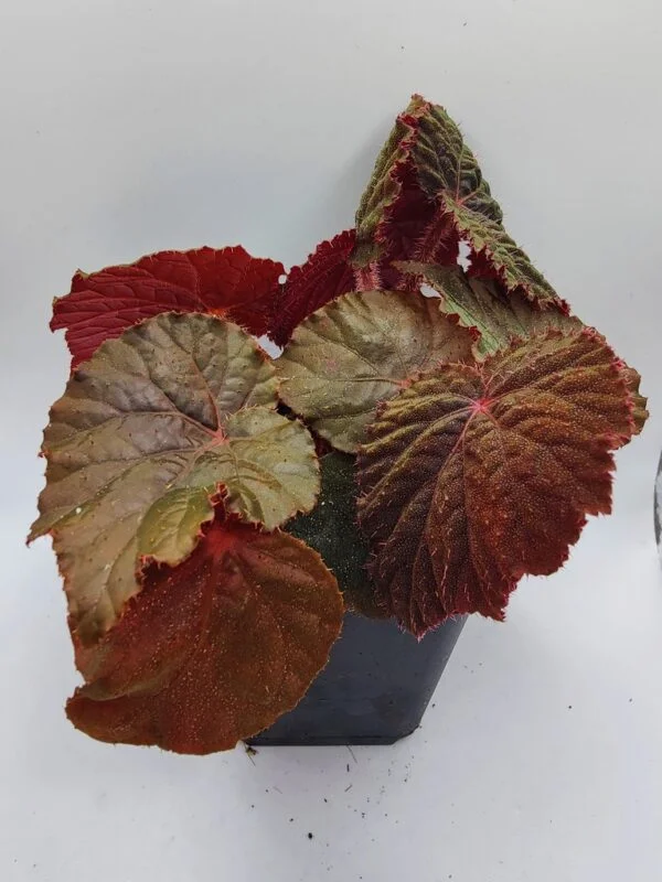 Buy Sarcopyramis parvifolia | Zephyr Terra