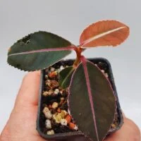 Labisia pumila Thailand
