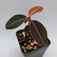 Labisia pumila Thailand