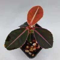 Labisia pumila Thailand