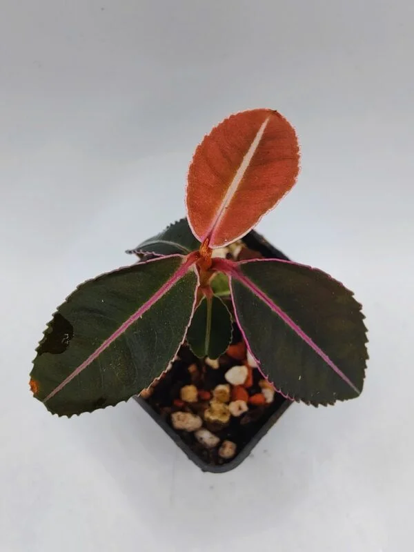 Labisia pumila Thailand