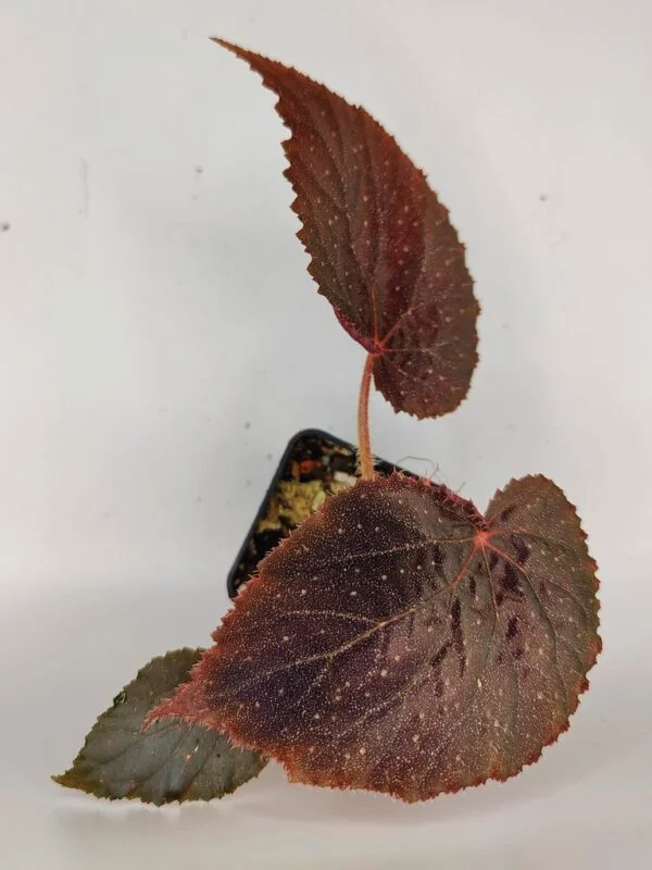 Begonia U485 x jiewhoei