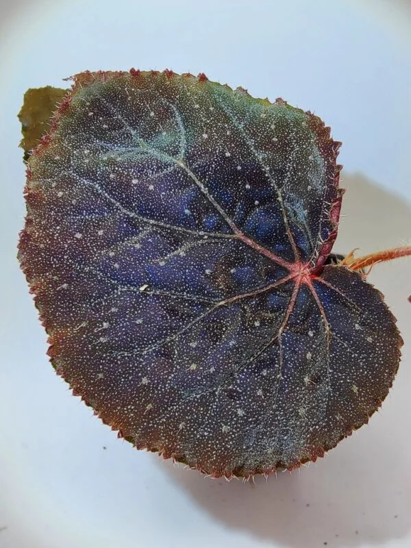 Begonia U485 x jiewhoei