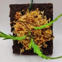 Lockhartia amoena