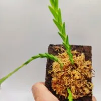 Lockhartia amoena