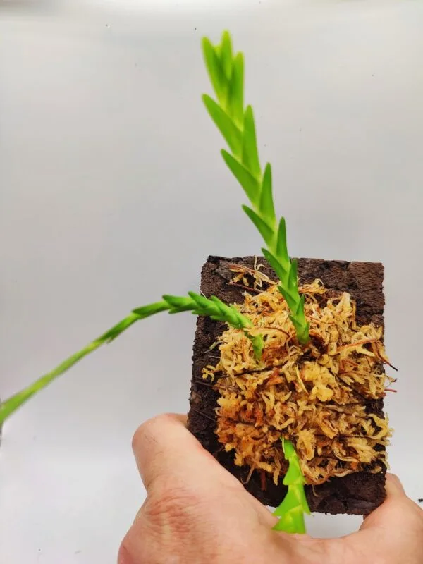 Lockhartia amoena