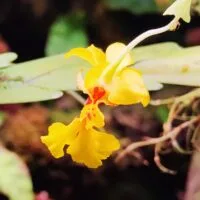 Lockhartia amoena