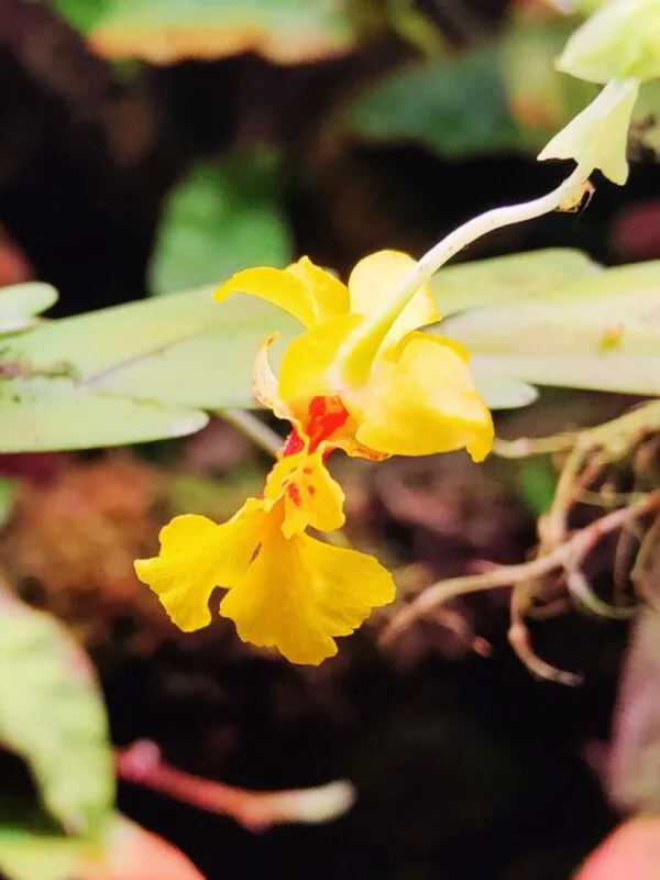 Lockhartia amoena