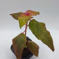 Sonerila sp Hairy Sumatra
