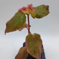 Sonerila sp Hairy Sumatra