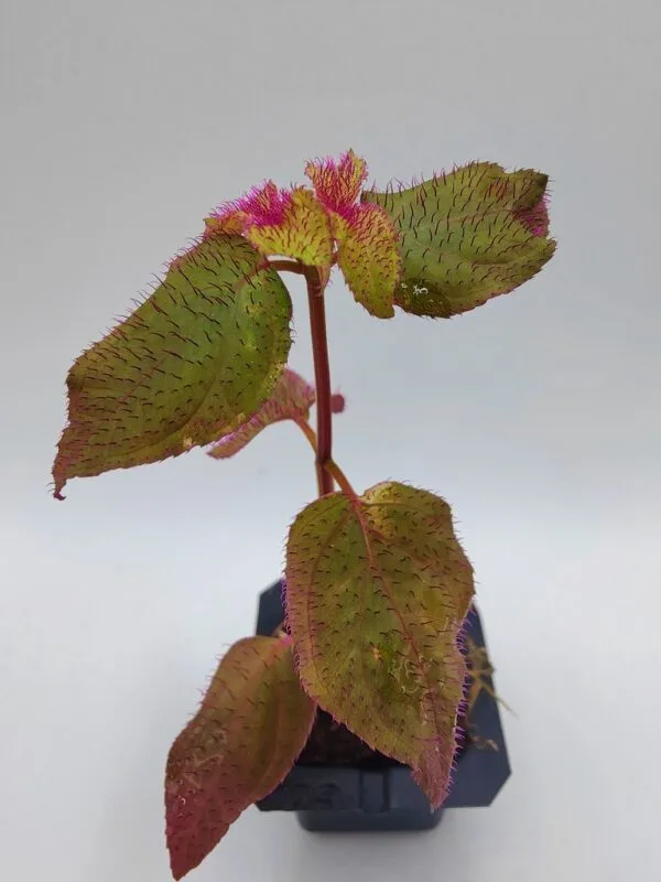 Sonerila sp Hairy Sumatra