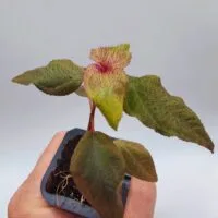 Sonerila sp Hairy Sumatra