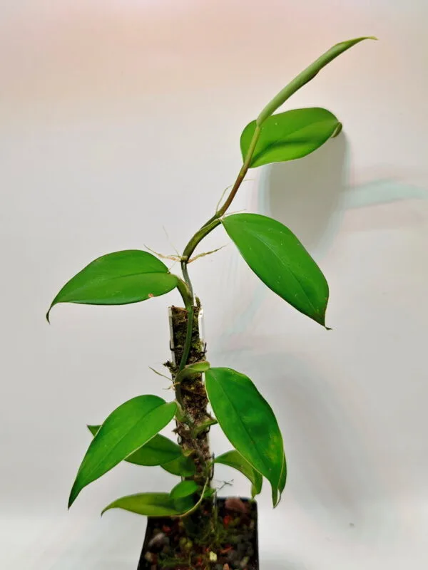 Pothos sp (Wysiwyg)