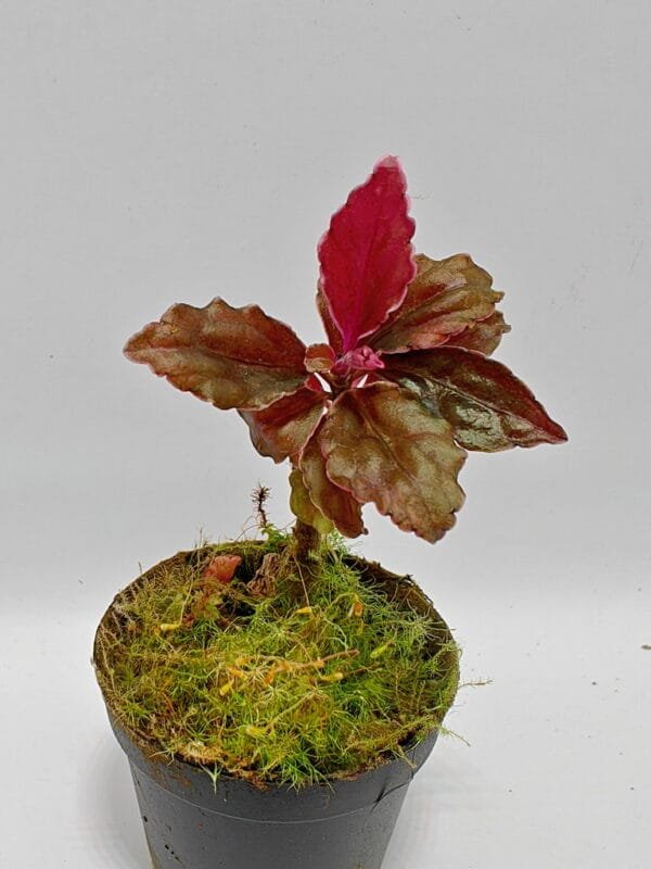 Ardisia sp Papua (Wysiwyg)