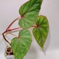 Oplus_20054048 Begonia sp Papua