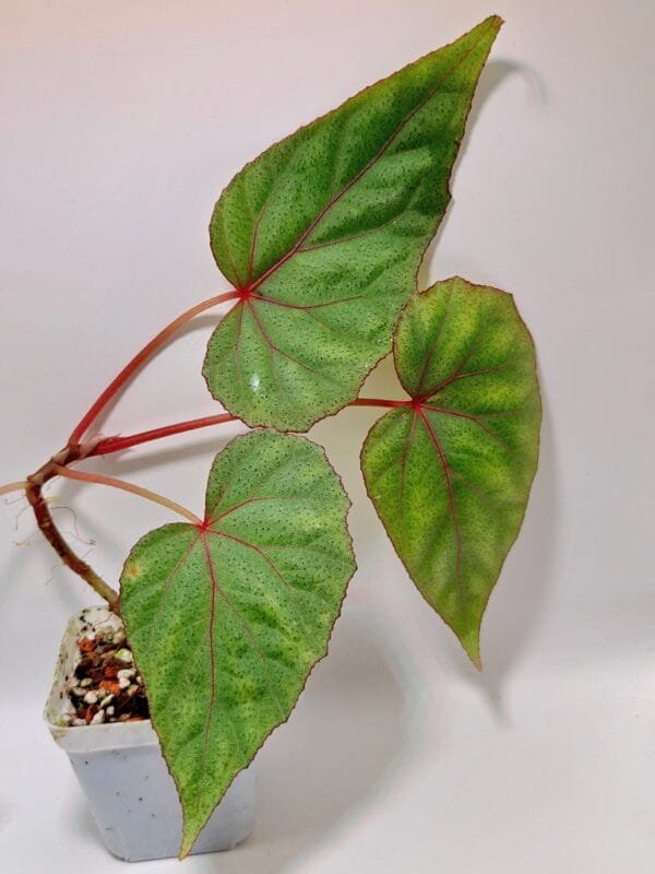 Begonia sp Papua (Wysiwyg)