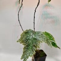 Selaginella viticulosa