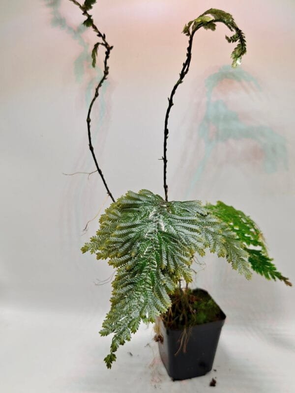 Selaginella viticulosa