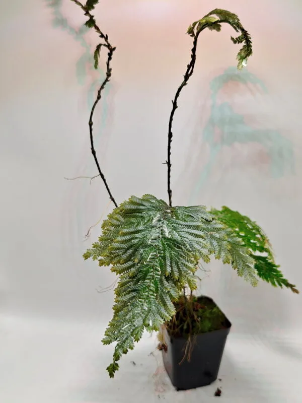 Selaginella viticulosa Selaginella viticulosa