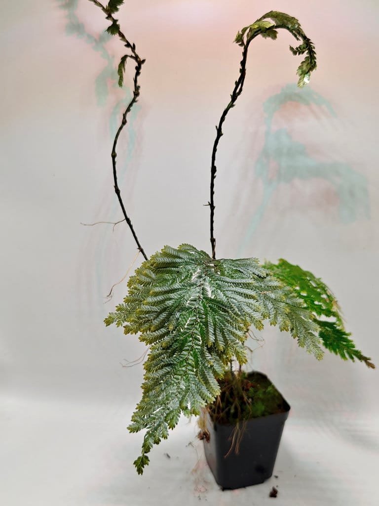 Buy Selaginella sp Ecuador Big (Wysiwyg) | Zephyr Terra
