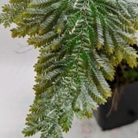 Selaginella viticulosa