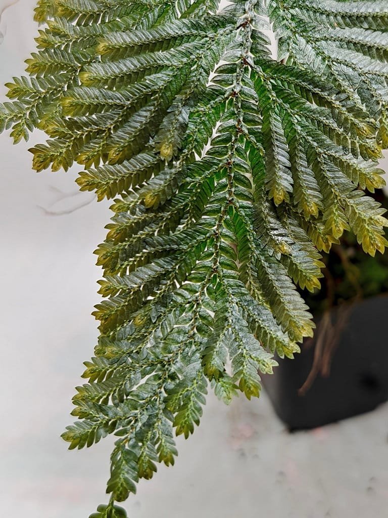 *熱帯植物　シダ　Selliguea sp Pulau Yapen TK1125 2025年11月・TK便ヤーペン島産植物 : コケシノブログ‐苔忍録‐