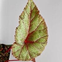 Begonia integrifolia