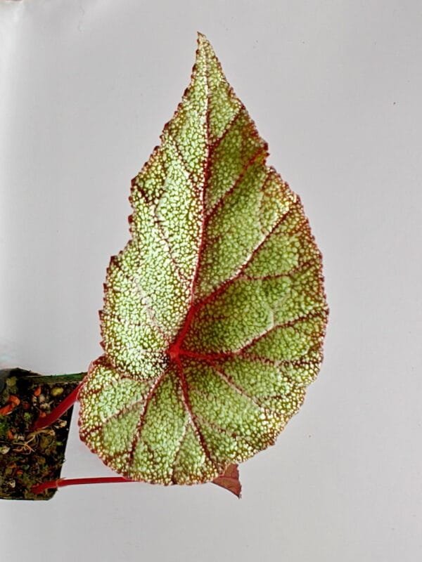Begonia integrifolia