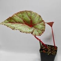 Begonia integrifolia