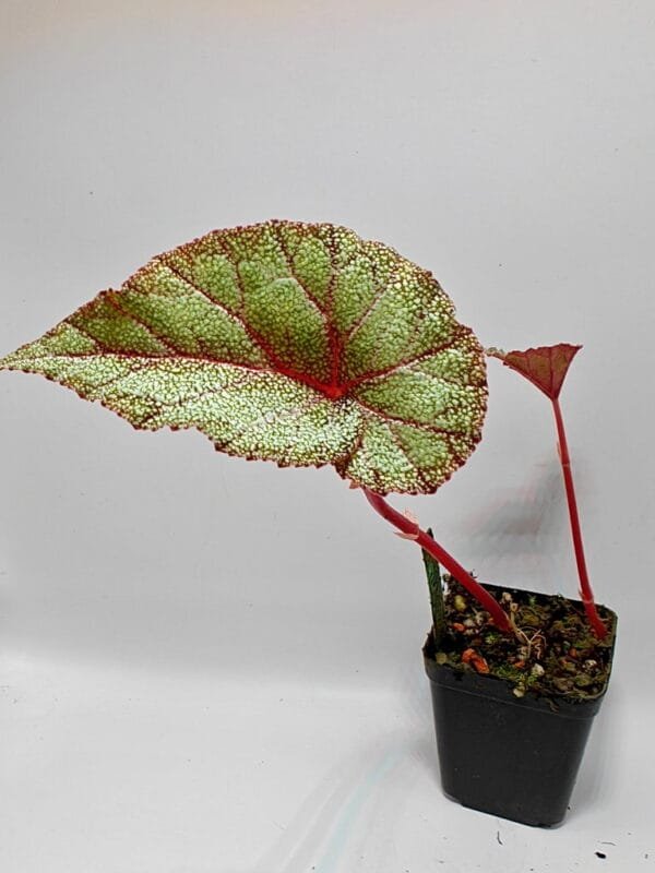 Begonia integrifolia (Wysiwyg)