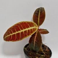 Emblemantha urnulata Emblemantha urnulata
